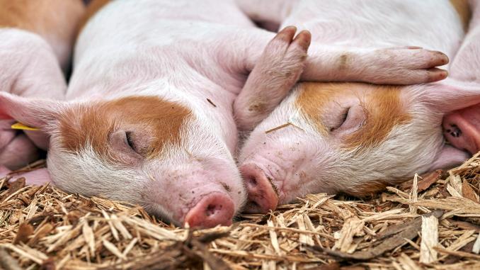 Mesajul marilor crescători de porci despre Ordinul 24/2021: „Inițiativa nu are niciun fel de interdicţii”