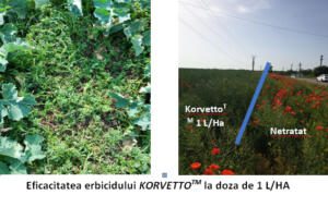 KORVETTO