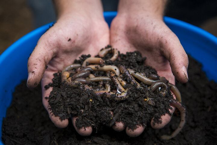 compost