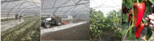 Doloflor și Agrocalcium