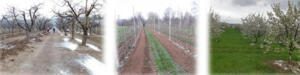 Doloflor și Agrocalcium