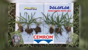 Necesitatea folosirii produselor DOLOFLOR și AGROCALCIUM pe solurile din România 16 doloflor