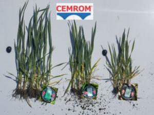 Necesitatea folosirii produselor DOLOFLOR și AGROCALCIUM pe solurile din România 18 doloflor
