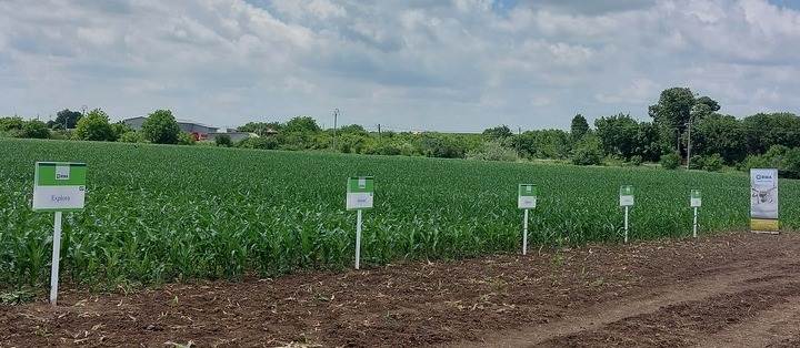 Producții ridicate, performanță agronomică și maximizarea profitului cu hibrizii de porumb de la RWA România 9 hibrizii de porumb
