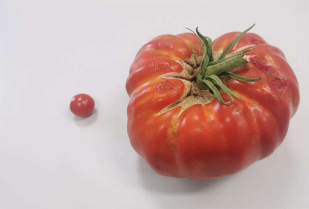 tomate