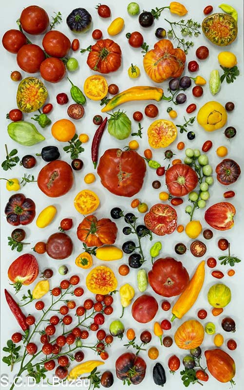 tomate