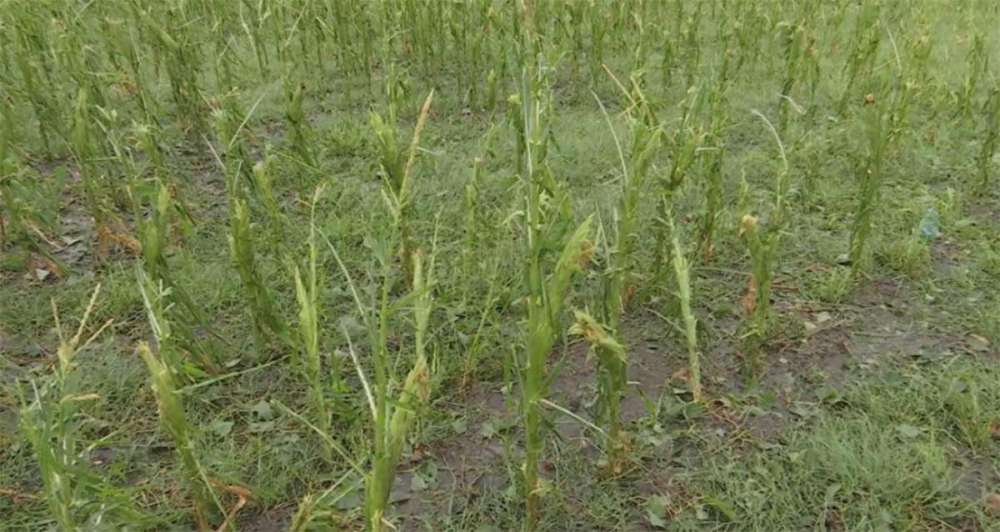 Grindina pus la pământ hectare întregi de culturi! Fermerii au ajuns la disperare 8 grindină,fermieri