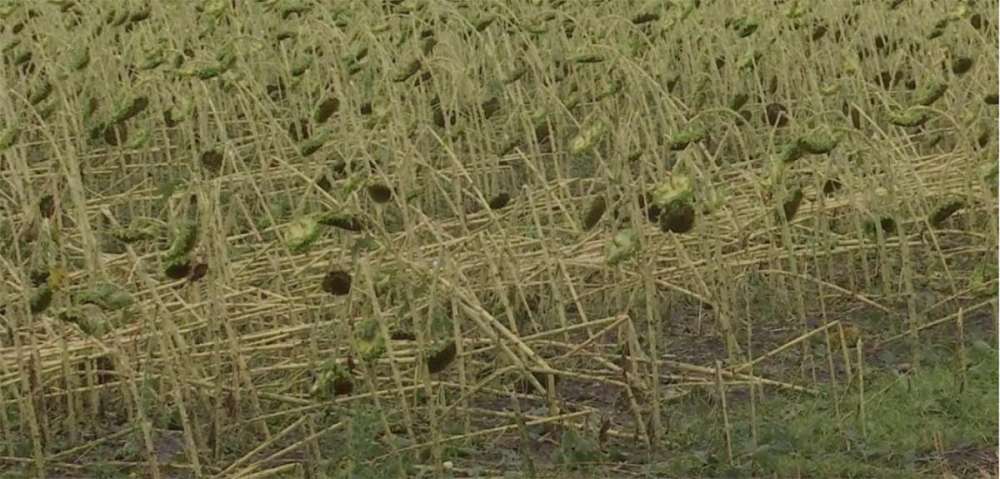 Grindina pus la pământ hectare întregi de culturi! Fermerii au ajuns la disperare 7 grindină,fermieri