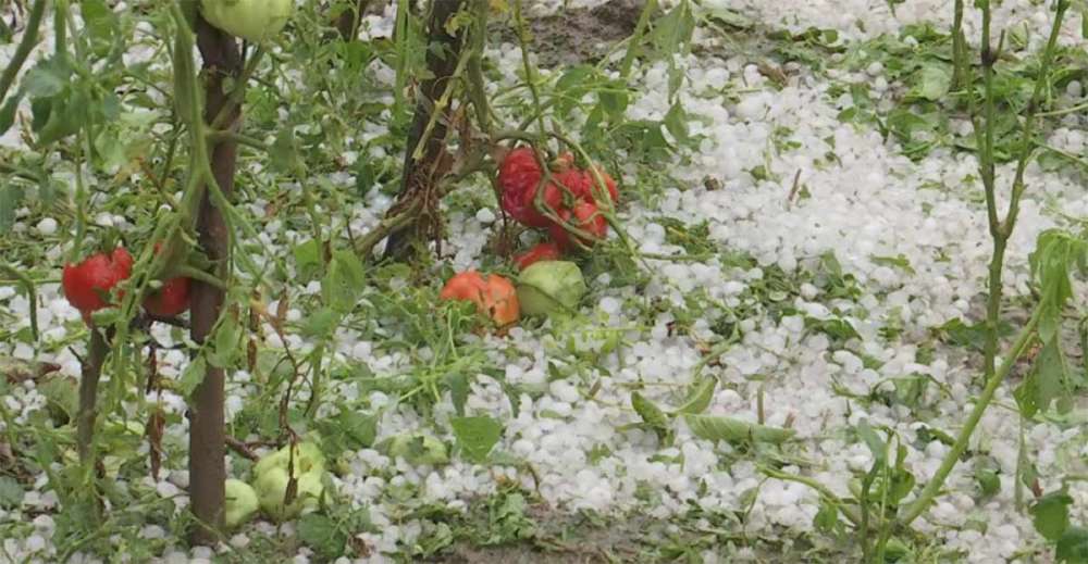 Grindina pus la pământ hectare întregi de culturi! Fermerii au ajuns la disperare 9 grindină,fermieri