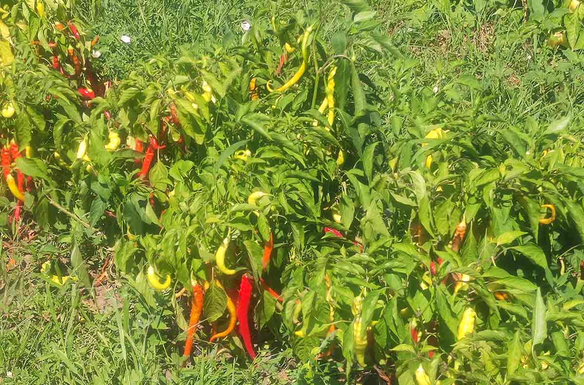 legume