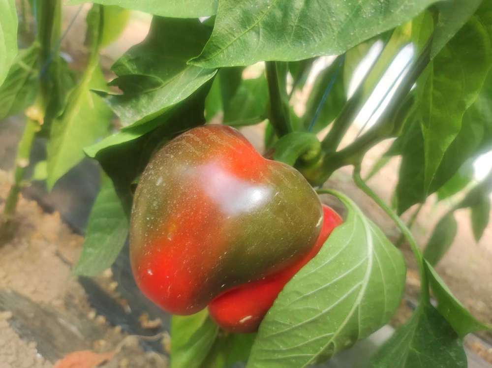 legume
