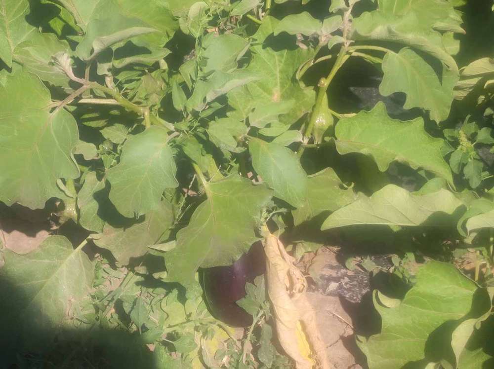 legume