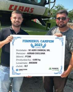 rapiță