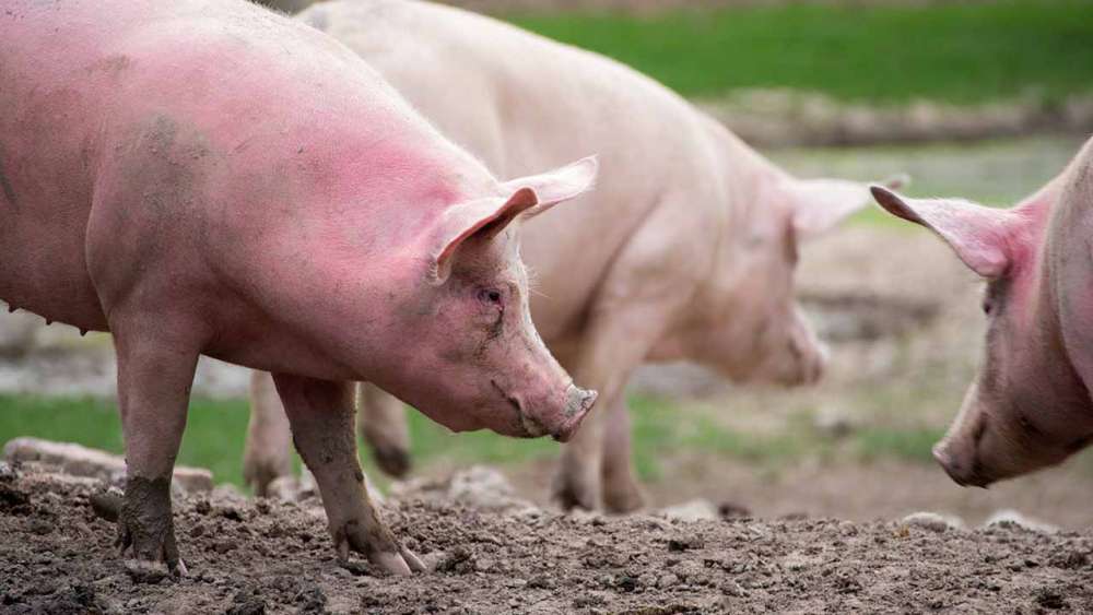 porci-in-gospodarii-1