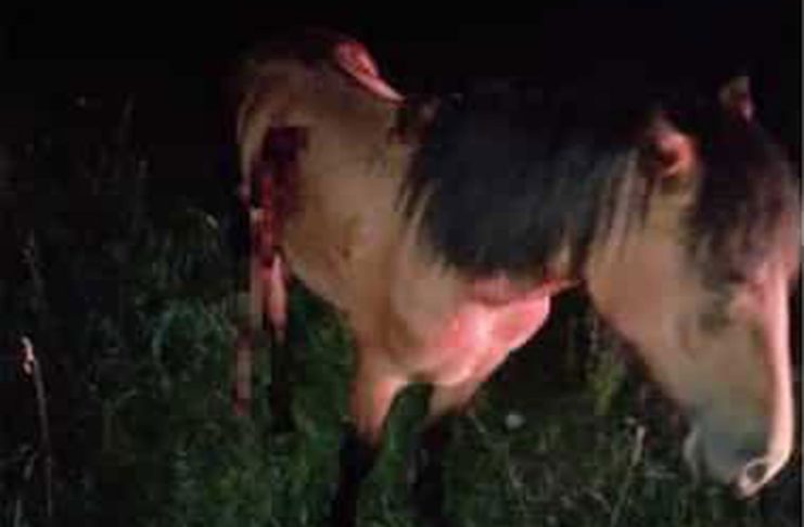Comunicat IGPR: Peste 900 de animale salvate din situații de pericol!