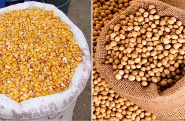 China extinde culturile de soia și porumb modificate genetic