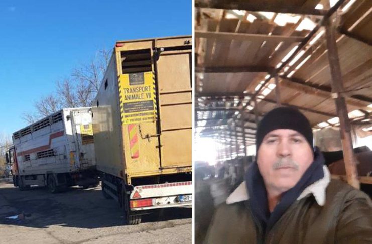 Fermierul Ștefan Muscă e la capătul puterilor: „Am început azi lichidarea!”