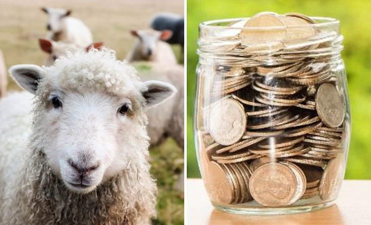 Cuantum ANT ovine – Cât vor primi ciobanii români pentru fiecare animal