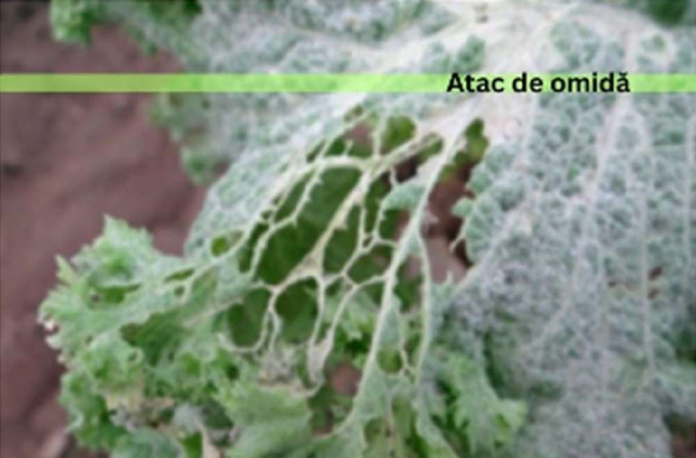 salata iute