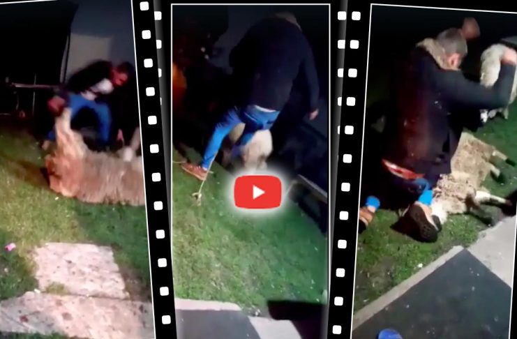 VIDEO – Reținut pentru cruzime față de animale: Și-a bătut oaia cu pumnii și picioarele până a căzut lat de oboseală!