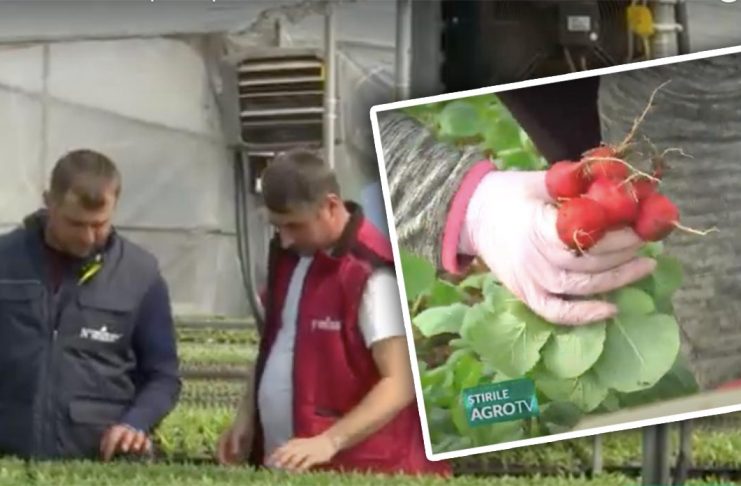 Cum au ajuns legumicultorii din Băleni să producă pentru export