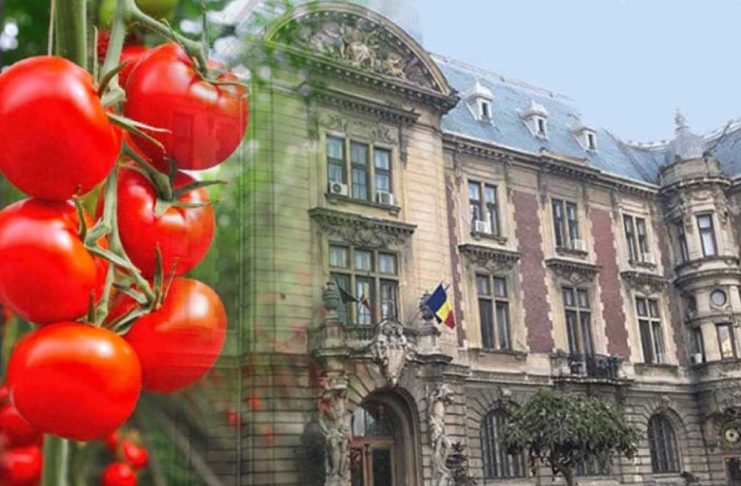 MADR, comunicat oficial despre obligațiile cultivatorilor de tomate