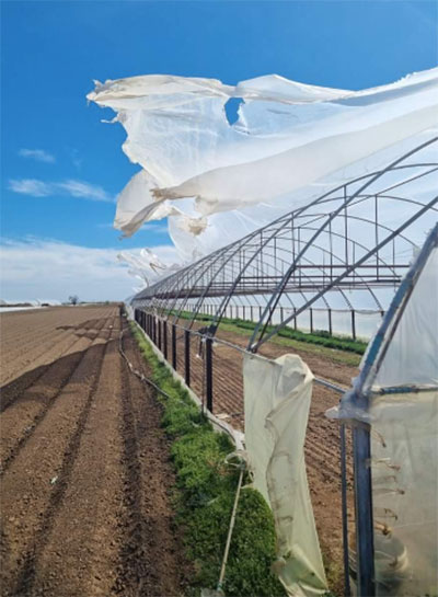 Legumicultorii sunt disperați: Vijeliile au făcut zob solariile! 8 legumicultori,solarii