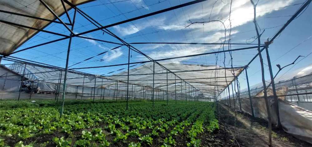 Legumicultorii sunt disperați: Vijeliile au făcut zob solariile! 7 legumicultori,solarii