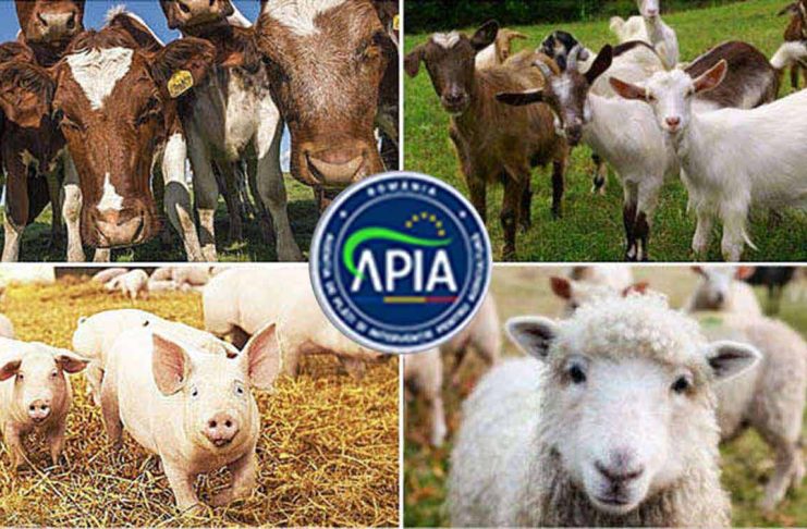 APIA, ULTIMA ORĂ: 2,66 milioane de lei, ajutor de stat pentru crescătorii de animale