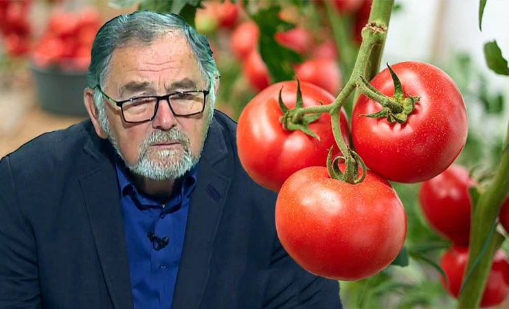 VIDEO Dr. Ing. Horia Ghibu – Tratamente pentru roșiile din solar
