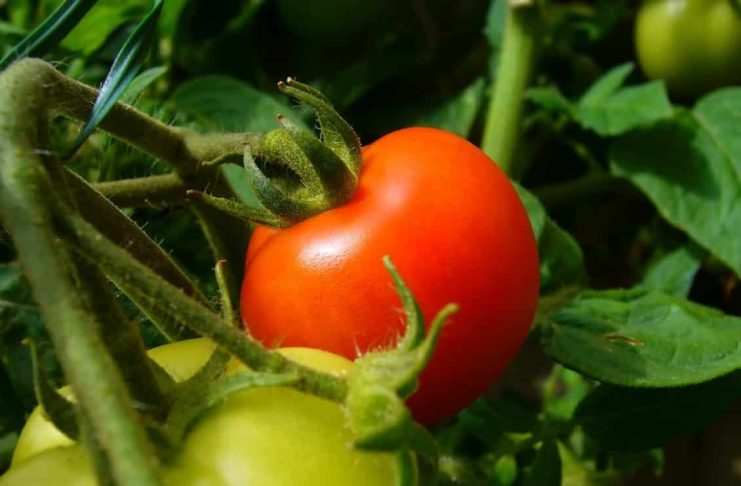 VIDEO – Cum să-ți produci singur fertilizantul bio pentru roșii