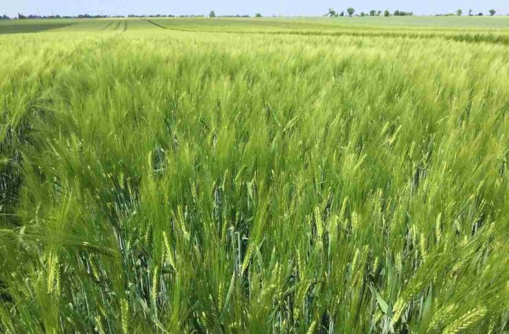 Importanța respectării tehnologiei la orzul hibrid în contextul schimbărilor climatice