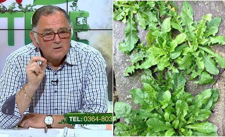 VIDEO Dr. Ing. Horia Ghibu – Cum scapi de buruienile din curte, printr-o metodă BIO