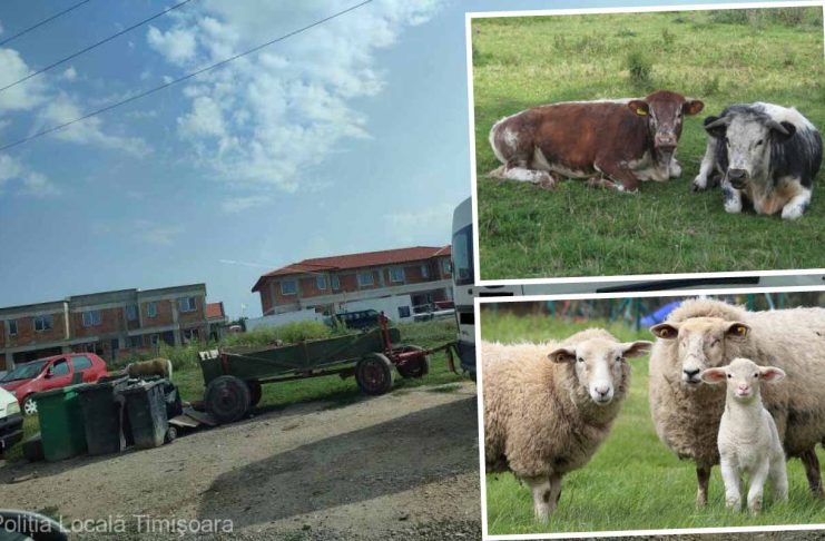 Vaci, oi și ponei, la păscut prin Timișoara. Cât i-a costat toată afacerea pe proprietari