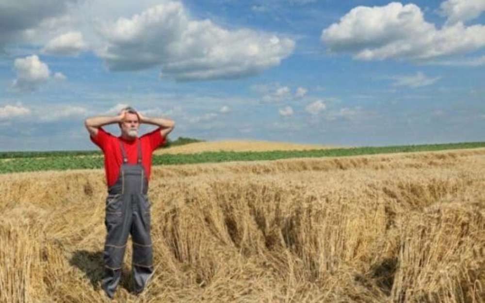 Fermier-disperat-seceta-pagube-1280-1