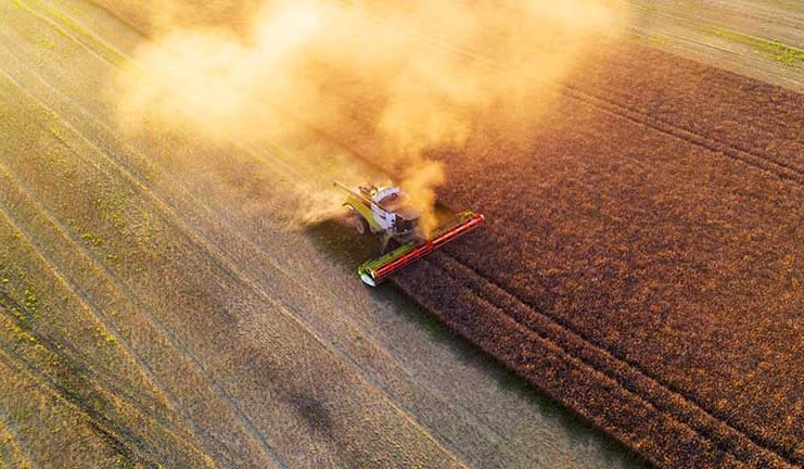 Rapița, noua cultură de aur? Cu cât se vinde marfa în Portul Constanța