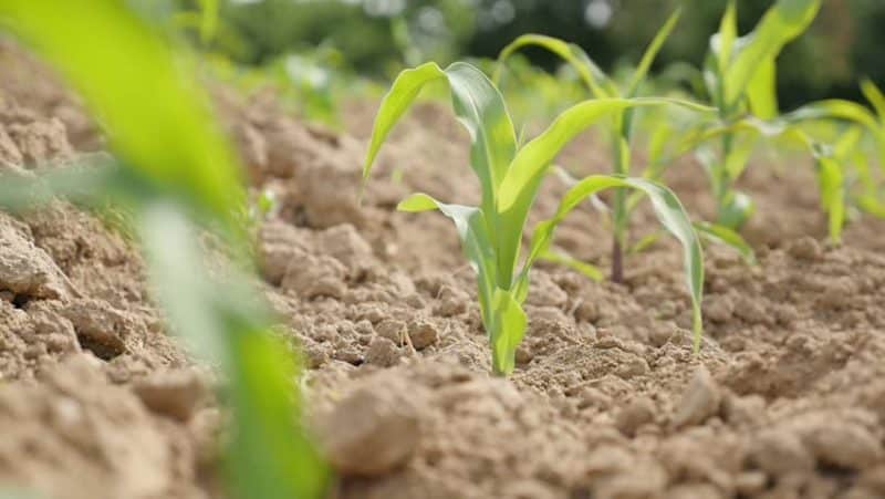 seceta-porumb-e1605830712182