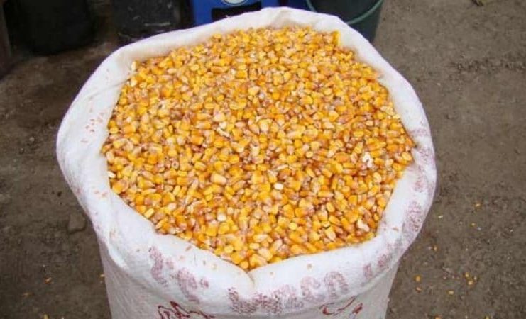 Prețul porumbului în Portul Constanța – Marfa românească îi arde la buzunare pe fermieri