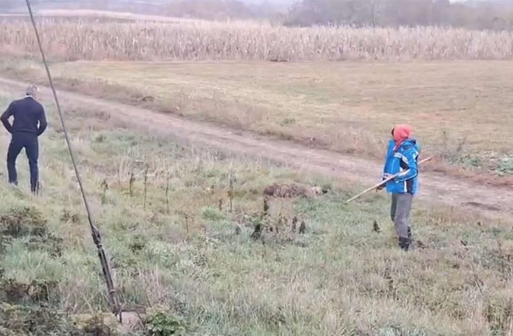 Turmă de oi spulberată de trenul Timișoara – Iași! (VIDEO)