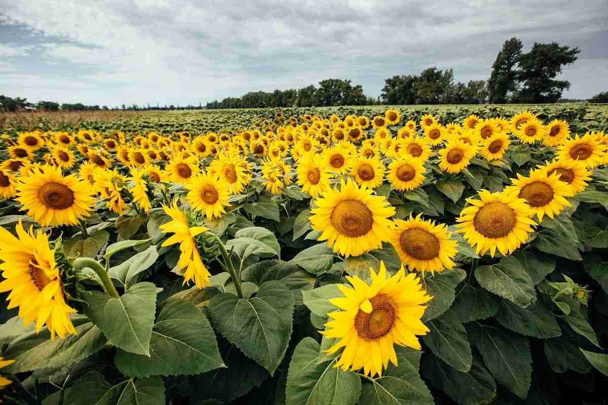 Corteva dezvoltă produse pentru tratarea semințelor destinate fermierilor care caută protecție sustenabilă 2 Corteva