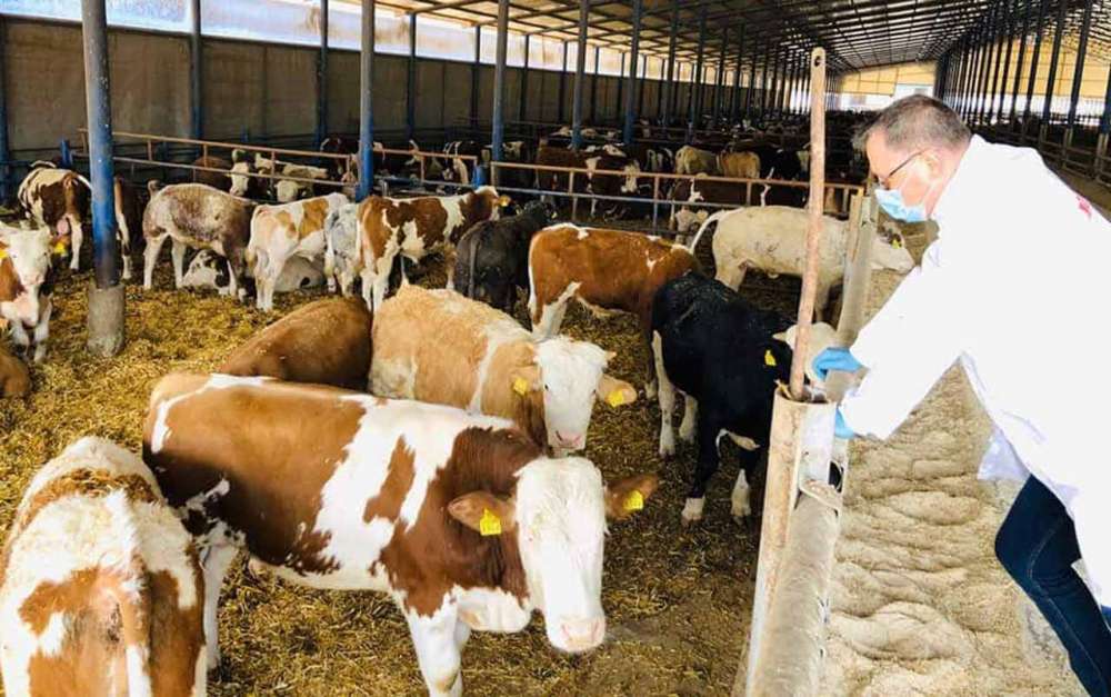 Alta, acum: Caz de rabie, la bovine! Atenție, se poate transmite și la oameni! 2 rabie