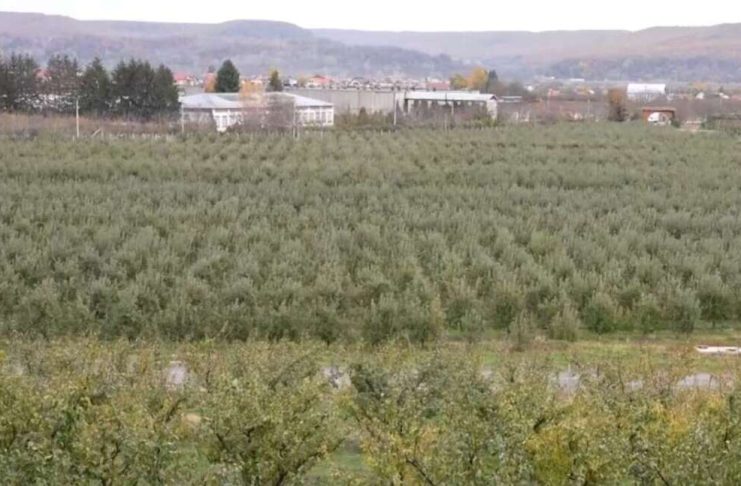 ”TRANSFERUL” – ce înseamnă acest nou concept aplicat în pomicultura din România