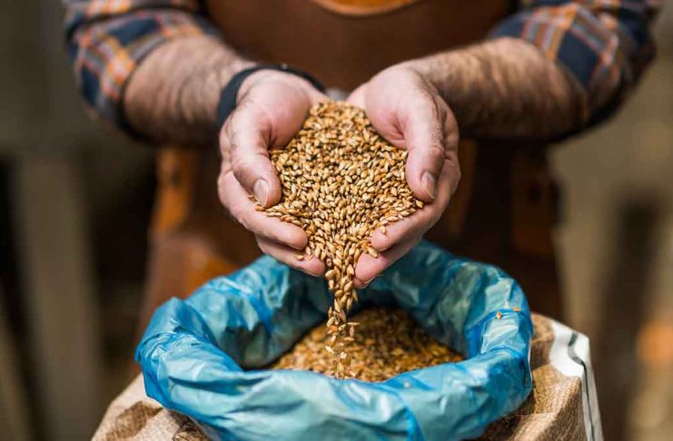 Prețul cerealelor în Portul Constanța – Ultimele prognoze privind cotațiile grâului și porumbului