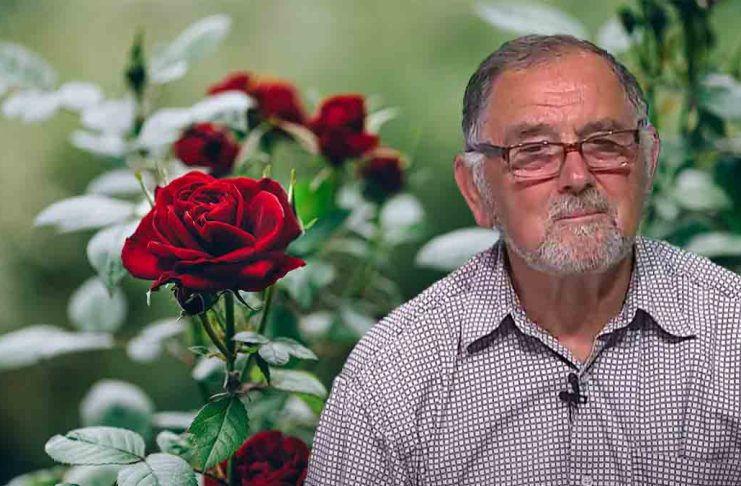 VIDEO Dr. Ing. Horia Ghibu – Tratament pentru trandafirii care se ofilesc