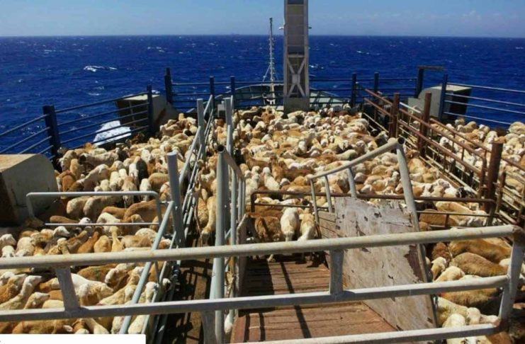 Se reiau exporturile de ovine! Se estimează livrări de peste 100.000 de oi până la sfârșitul anului