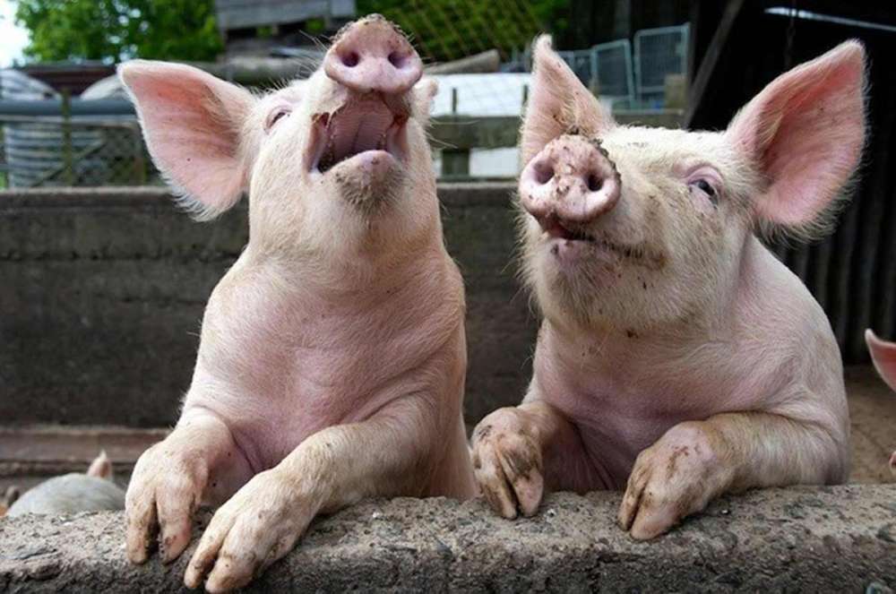 Cum trebuie să hrănim corect porcii în sezonul de iarnă 2 porci