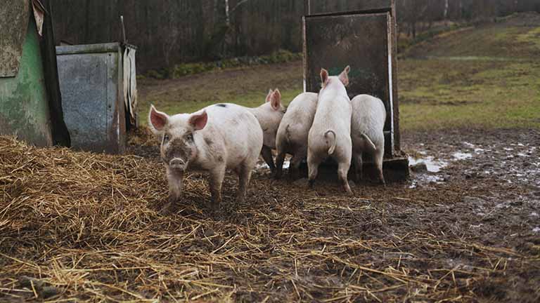 Ioan Ladoși (APCPR): ”Am revenit, cu mândrie, pe primul loc la focarele de pestă porcină africană” 2 animale pesta porcina africana