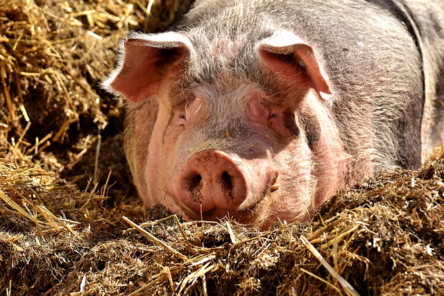 La ce trebuie să fii atent când îți cumperi porcul de Crăciun 2 porci vaccin pesta porcina africana porcul de craciun