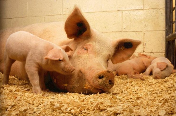 Porc depistat cu gripă aviară. Autoritățile sunt ingrijorate