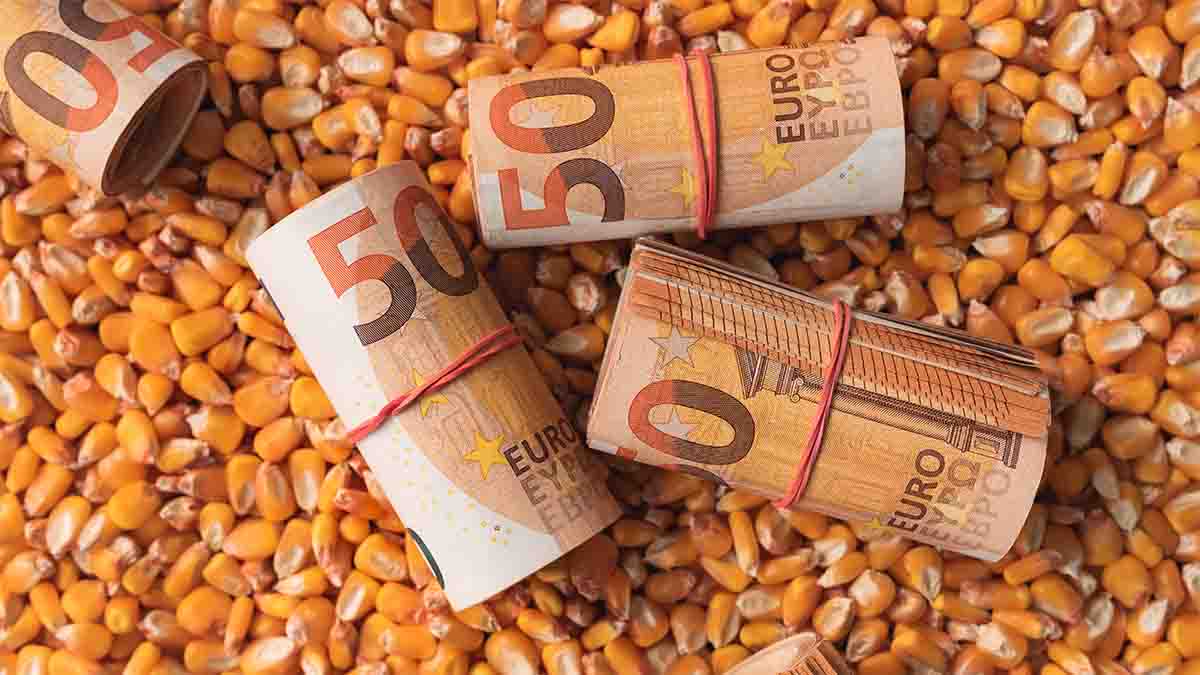 Piața cerealelor - Prețul porumbului azi în Portul Constanța 2 sprijin pentru fermieri pretul porumbului pretul cerealelor fermieri despagubirile de seceta 15 octombrie